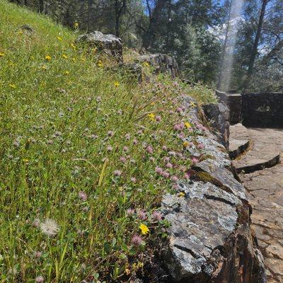 Wildflowers