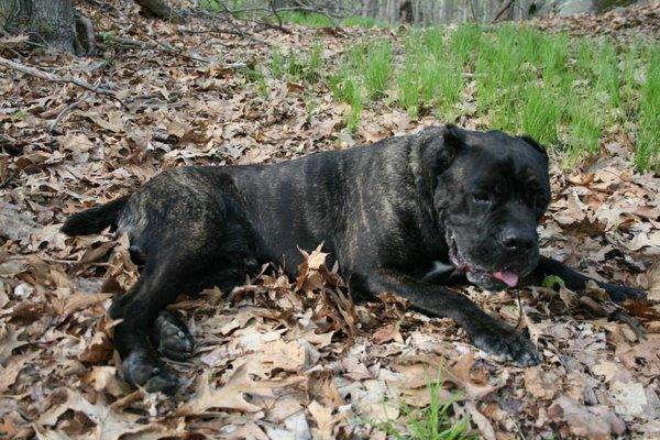 Former Rescue Cane Corso Buster resting while for a walk in the woods behind Northwind Kennels.   He always knew the way home