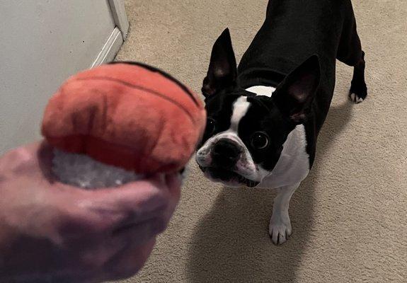 My Boston Terrier, Wasabi, and his toy sushi.