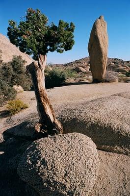 The Native Here Nursery worker was able to explain why juniper trees (see photo) survive so well in Joshua Tree National Park.