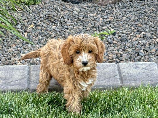 Female F1 Cavapoo