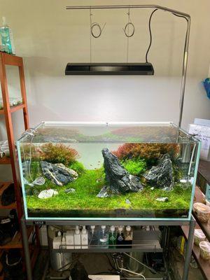 ADA Cube Garden 90P tank with IWAGUMI layout using Seiryu stone.