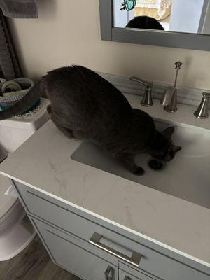 Opal loves to drink from the sink!