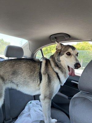 Oreo was spirited on our way home.