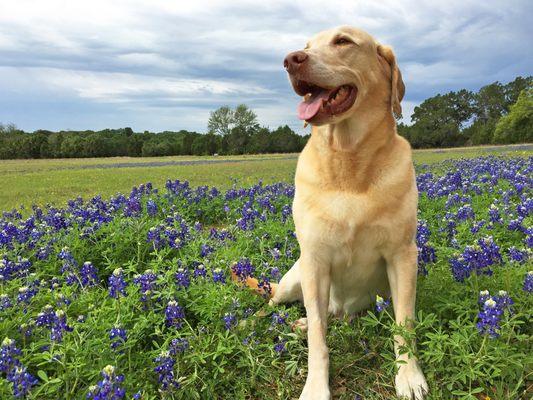 Harley at Brushy Creek