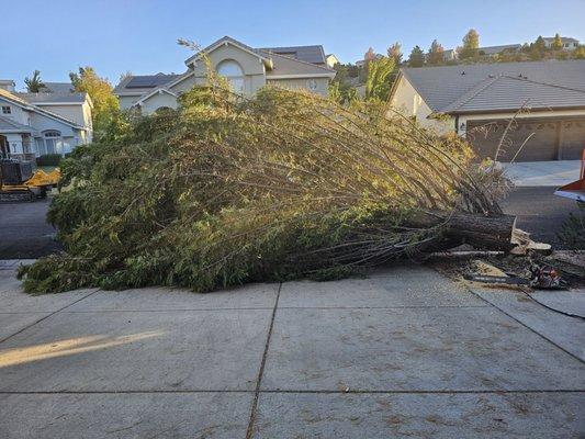 Battle Born Tree Service