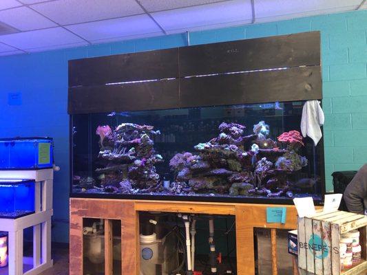 Great selection of Freshwater and Saltwater fish