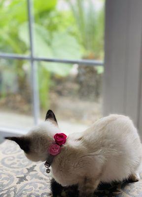 "La vie rose" (the pink life) moi petit tresor Huître showing off her new collar.