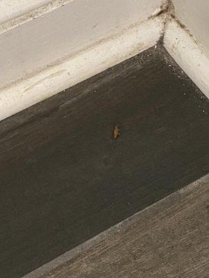 I killed this roach and as you can the see the baseboard is not cleaned.