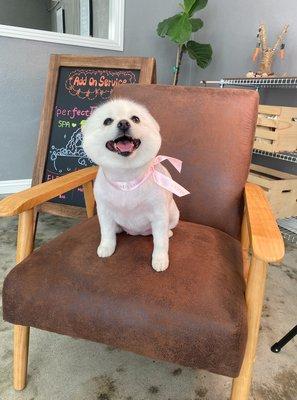 Best Groomer in Rosemead, CA