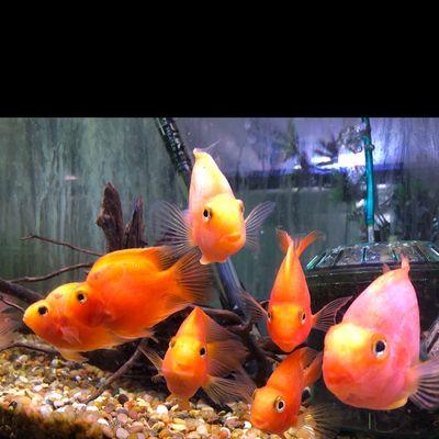 Red Parrot Cichlid