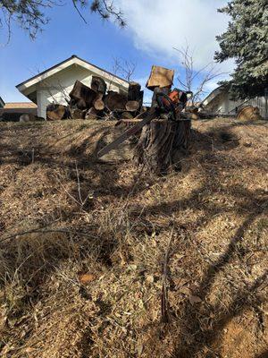 Removal of a large Russian Olive tree.