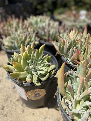 CNL Native Plant Nursery