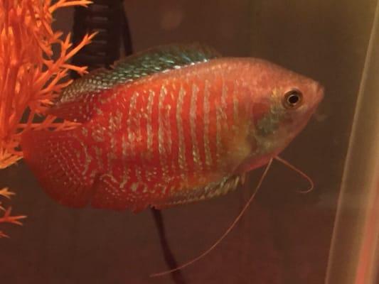 One fishie  I bought. The picture does not do justice to the bright vivid rich color of my lovely "G"