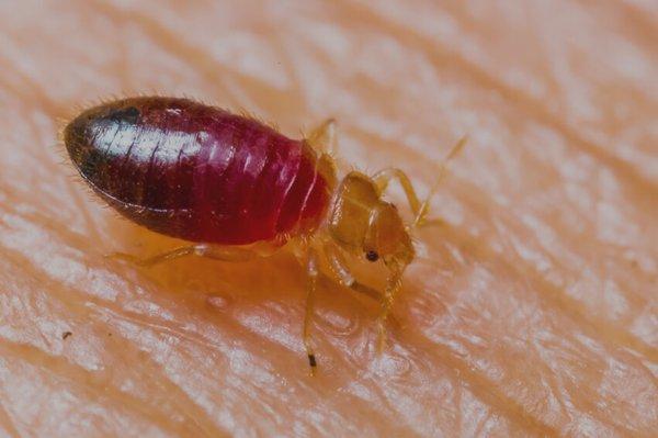 The bed bugs do indeed bite. If you're sharing your bed with these little critters, give us a call to learn about effective bed bug removal.