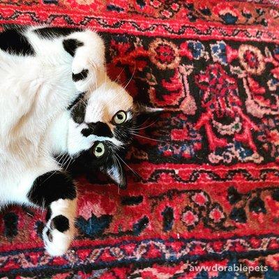 Black and white cat lying on back looking at camera while laying on a red intricate design rug.