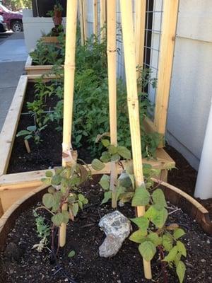 Library Garden planted May 18, 2013