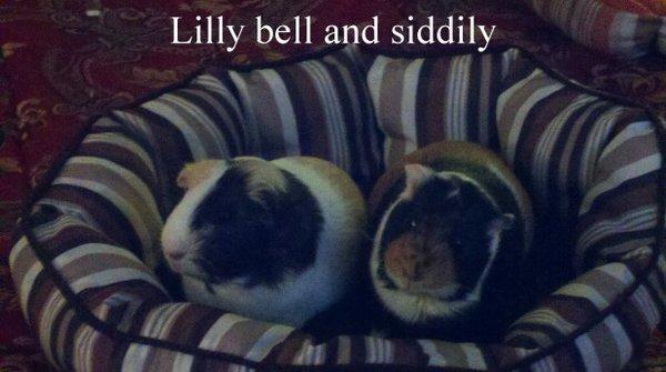 Lilly bell and siddily