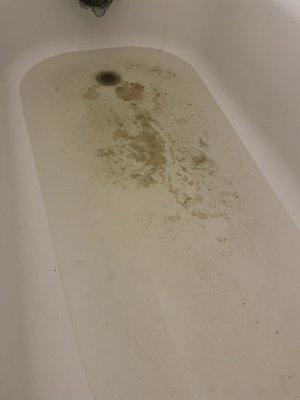 Toilet paper and feces in my bath tub