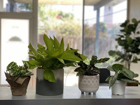 Our office plant babies.