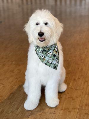 Lyell is a Goldendoodle puppy learning all about this new environment! Routine will be so important in his success with grooming!