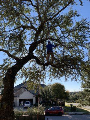 Brave climber/cutter making my trees look awesome.