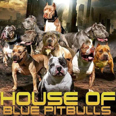 House of blue pitbulls long beach thanks you