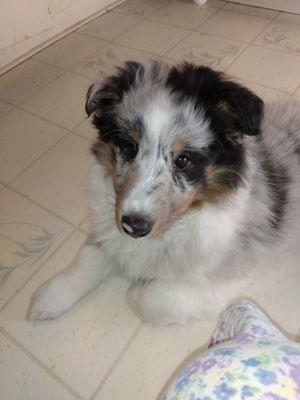 My Shetland Sheepdog puppy's first visit with Dr. Nancy Vollmer.