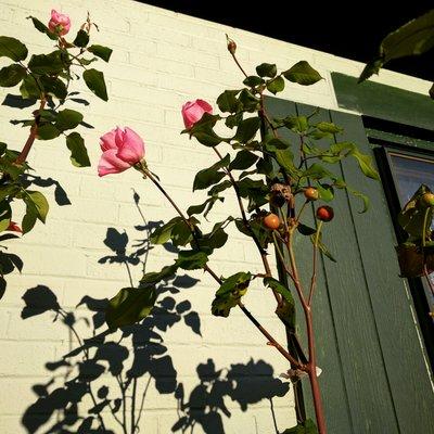 One of the many roses that surround the studio.