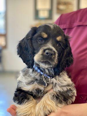 Marquette Veterinary Clinic