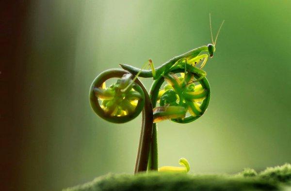 Mantis on a bike?