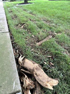 Damaged roots, debris, ruts, improperly repaired trench