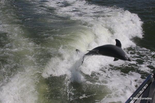 Bottlenose Dolphin