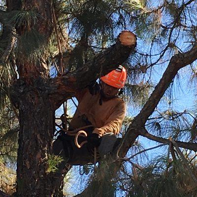 Removal of a failed pine branch