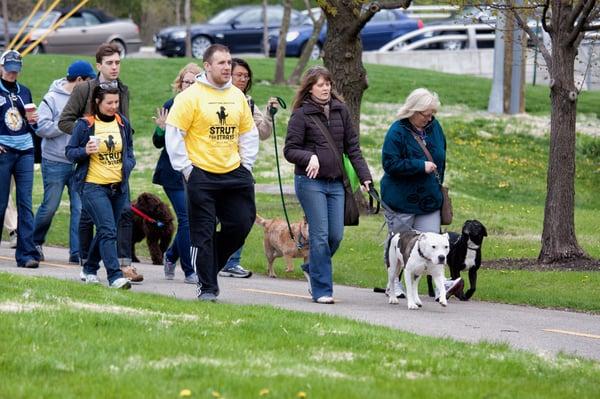 Strut for Strays in May