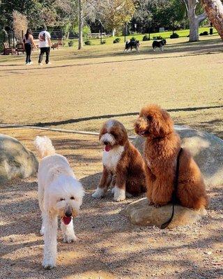 Dogs birthday party