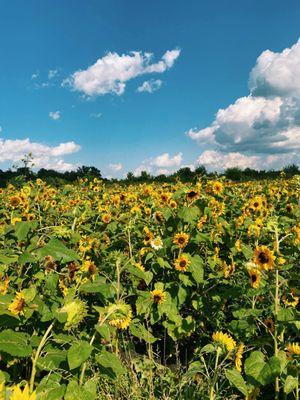 Sunflower fields