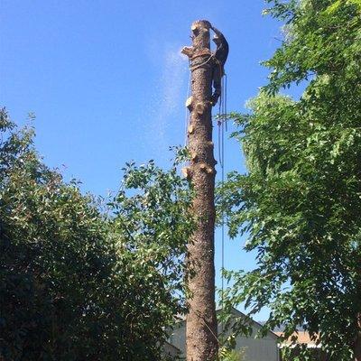 We at Eagles peak tree services specialists/arborist tree doctors total tree service. We do it all cutting down as well as saving them. Thes