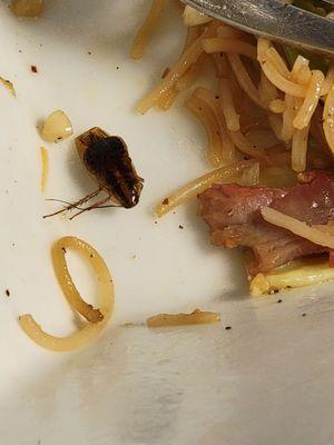 Chinese noodles with roaches