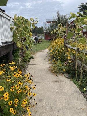 Sunflowers   A little path that takes you to the deck and the Orchard