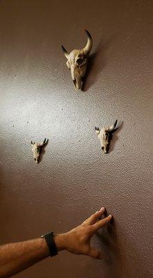 Arizona's tiny bulls.