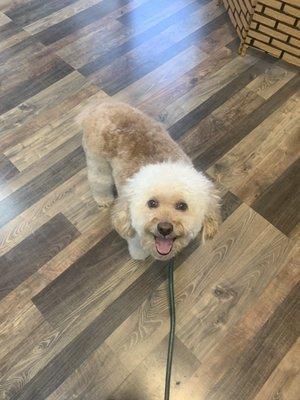 Zeppy post-grooming waiting for his bandana and parting treat.