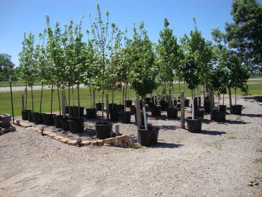 Some of the potted trees, adjacent to Highway 10.