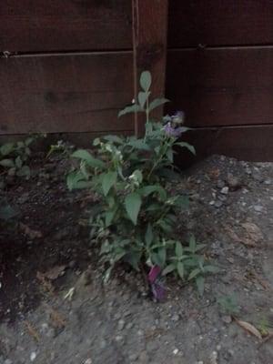 These are my butterfly bush