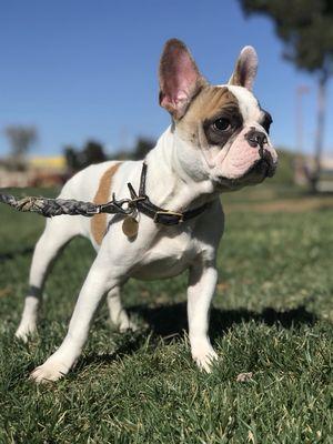 Goose - enjoying some park time during his training day