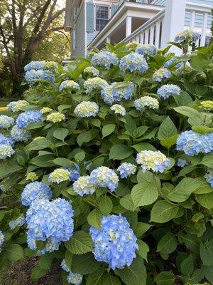 bush in full bloom