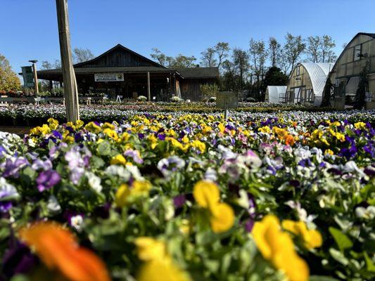 Crow's Nest Greenhouse