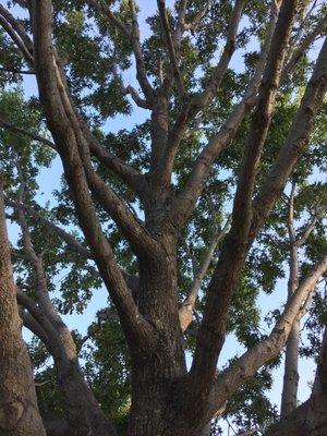 Trimmed last week. Look how clean the inside is. This is a massive tree, too.