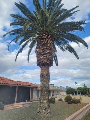 (After) large Canary Island palm (date palm ) in Sun City West,  AZ.