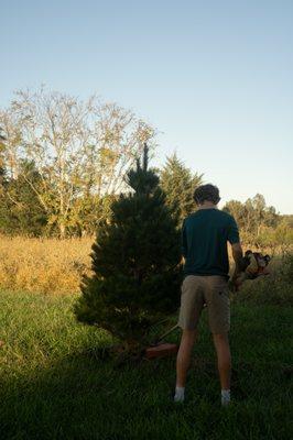 We maintain our trees all year so when you come to visit they are ready for your family's Christmas memories!